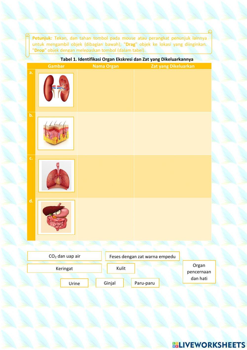 Sistem ekskresi ginjal pada manusia