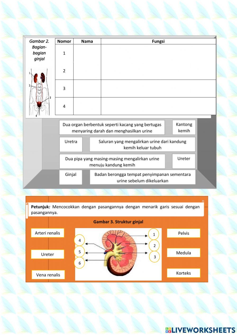 Sistem ekskresi ginjal pada manusia