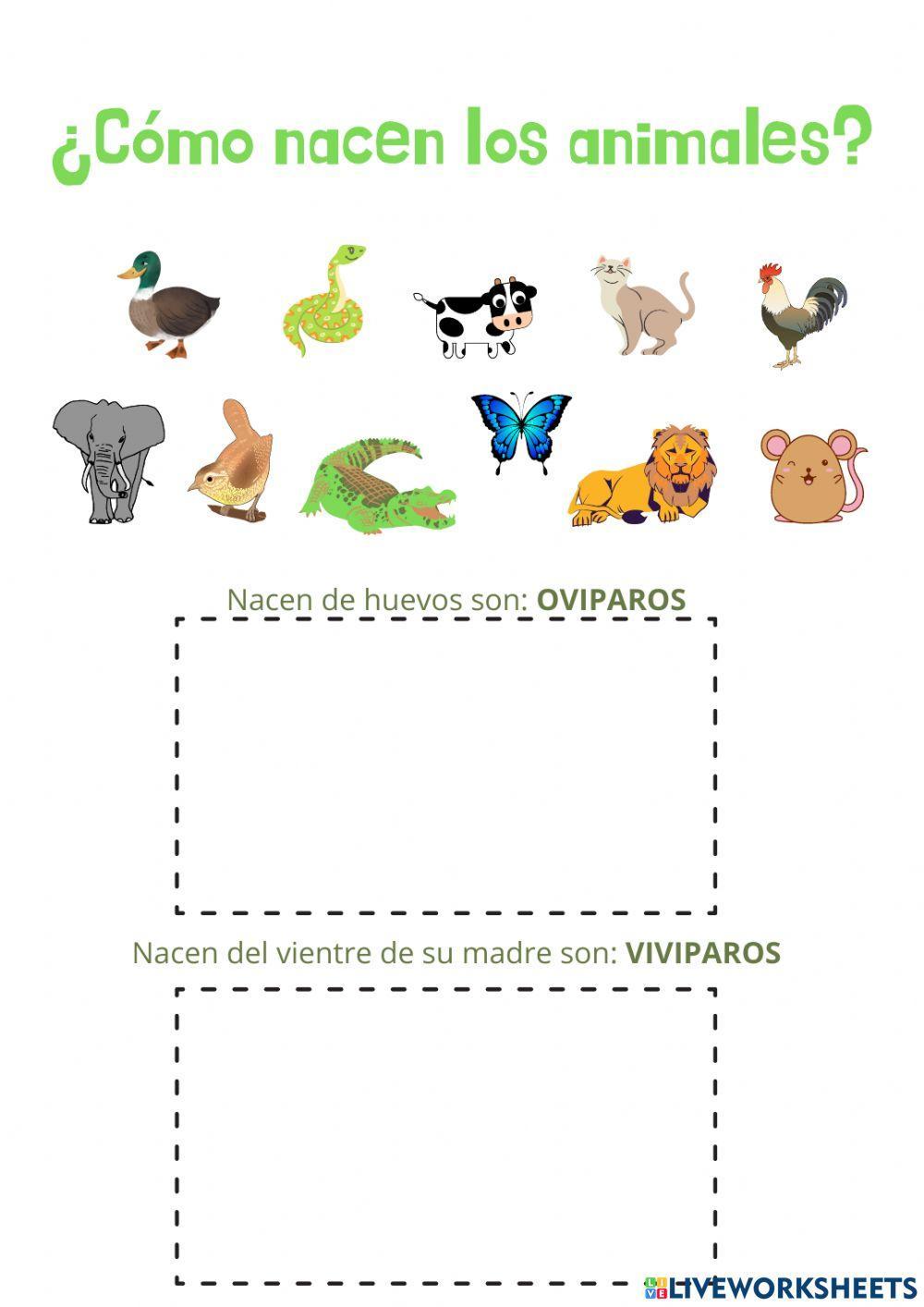 ¿Cómo nacen los animales?