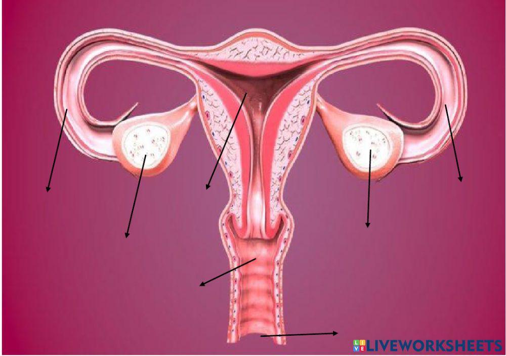 Aparato reproductor femenino