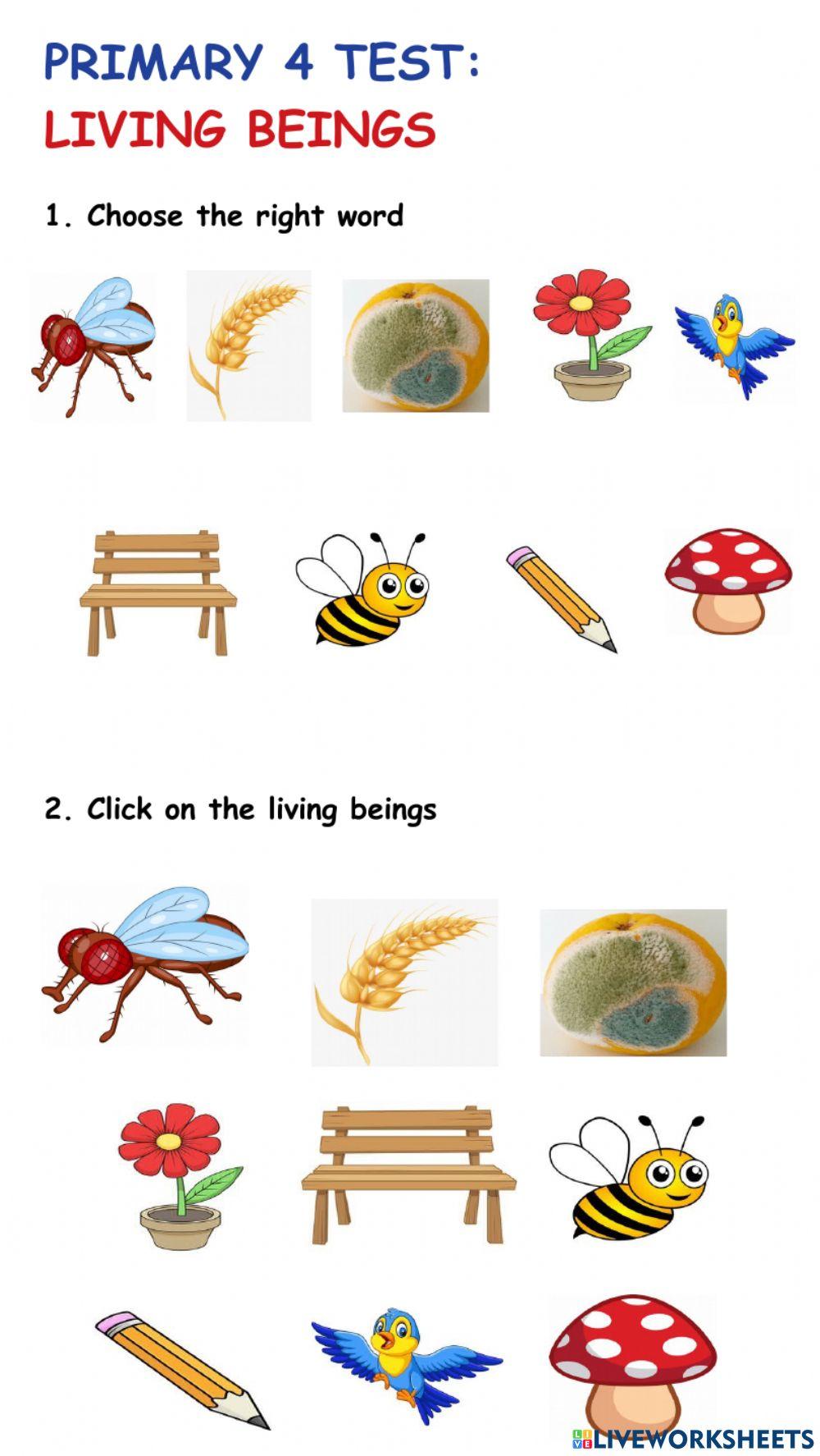 Primary 4 Test Living things