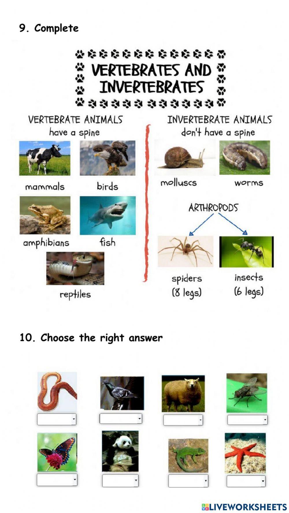 Primary 4 Test Living things