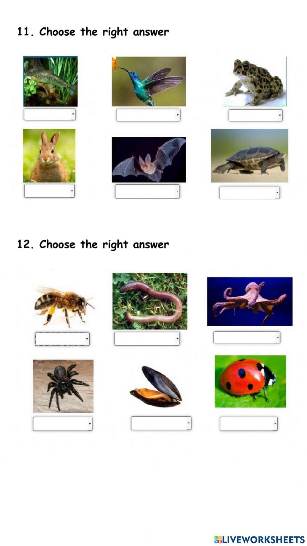 Primary 4 Test Living things