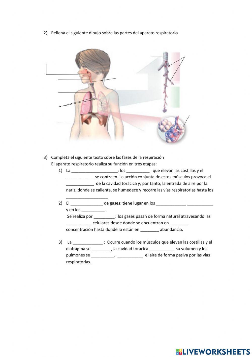 Digestión y respiratorio