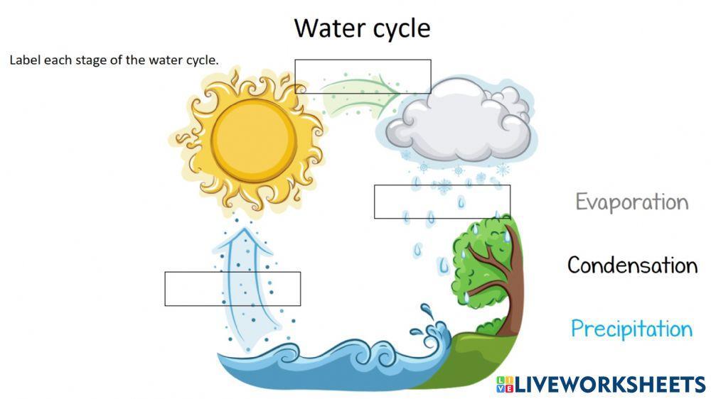 Hydrological Cycle Process - Definition & Components - Biology Reader