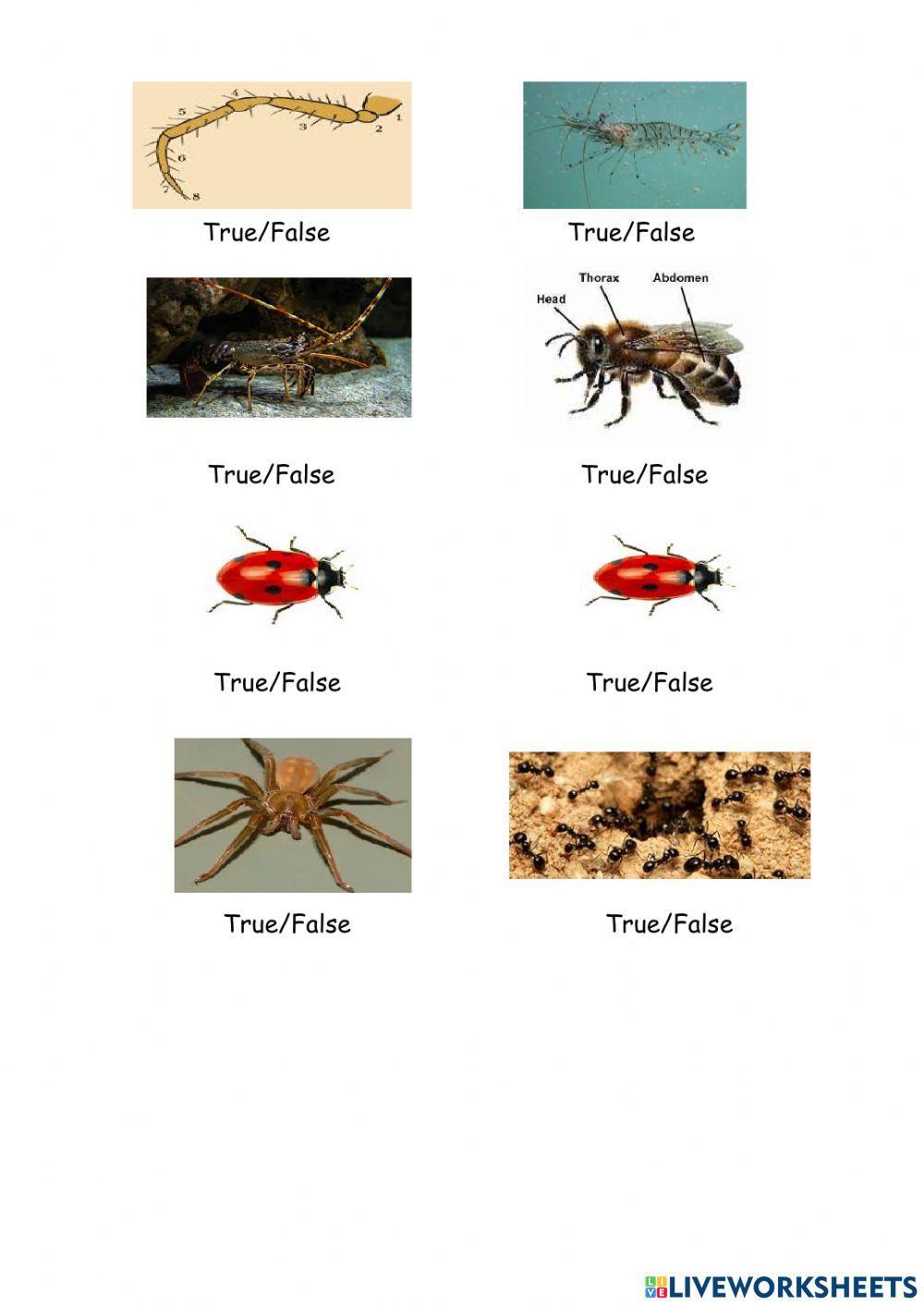 794928 Arthropods I 2º Marioqc Liveworksheets 794928 Arthropods I 2º Marioqc Liveworksheets