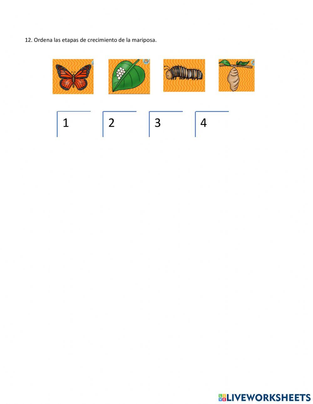 Evaluación Ciencias Medio Mayor