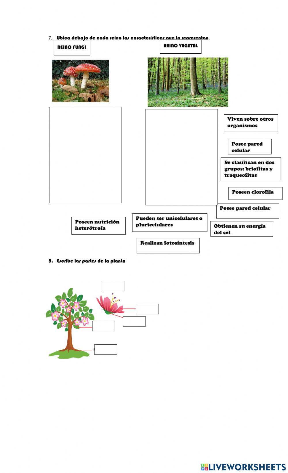 Reinos monera, protista, vegetal y hongo