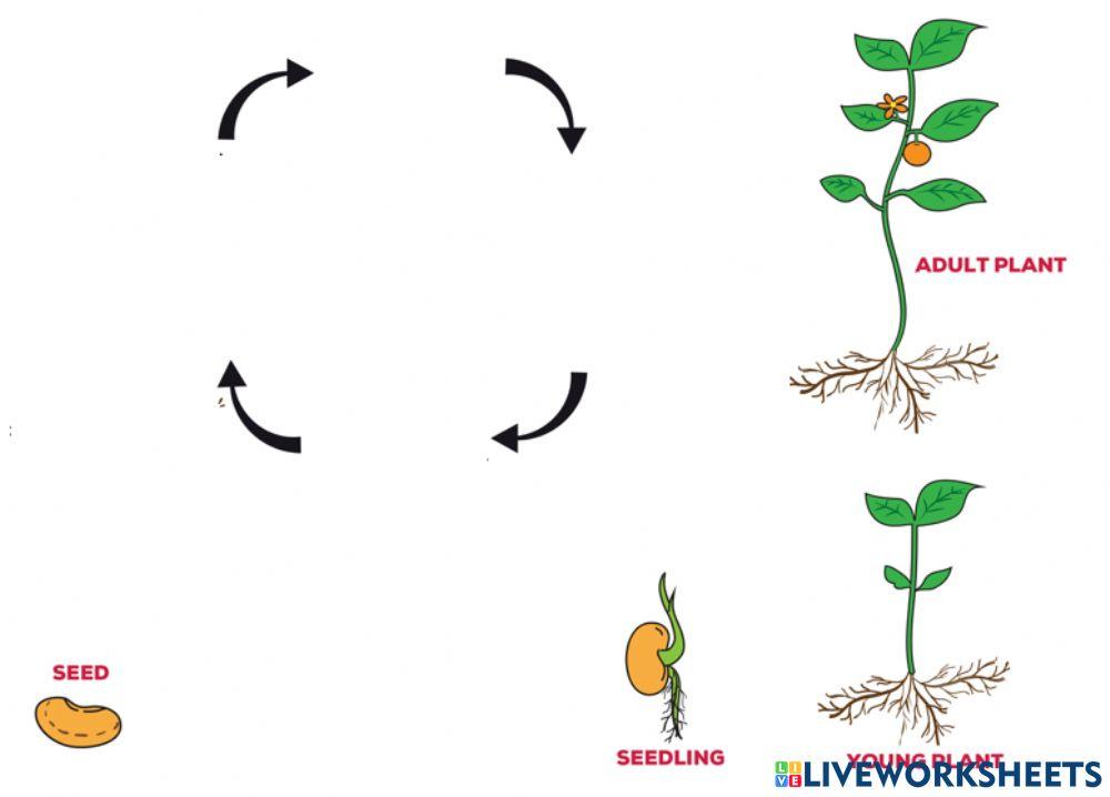 Life cycles of plants
