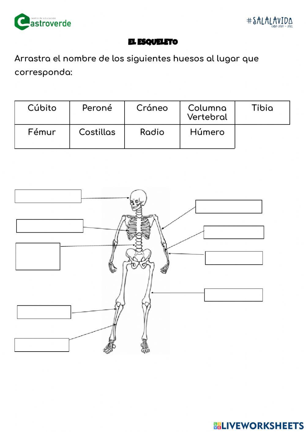 CE Castroverde. El esqueleto