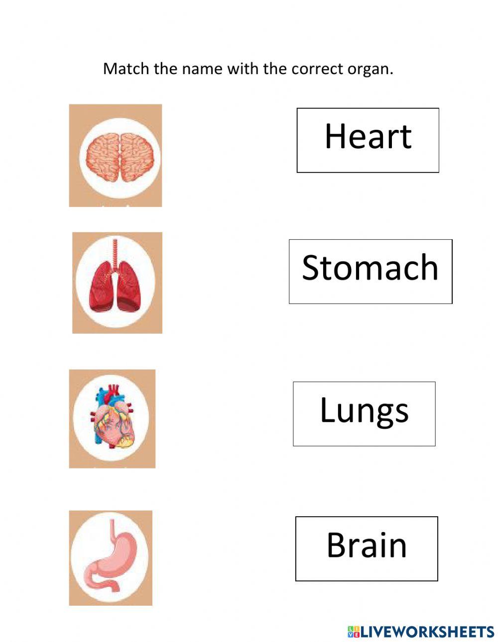 Organs
