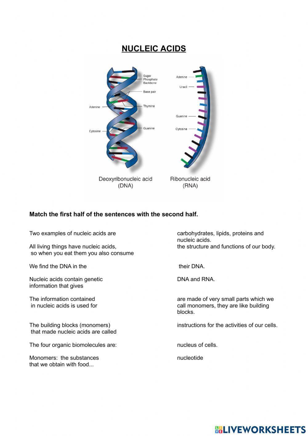 Nucleic acid worksheet