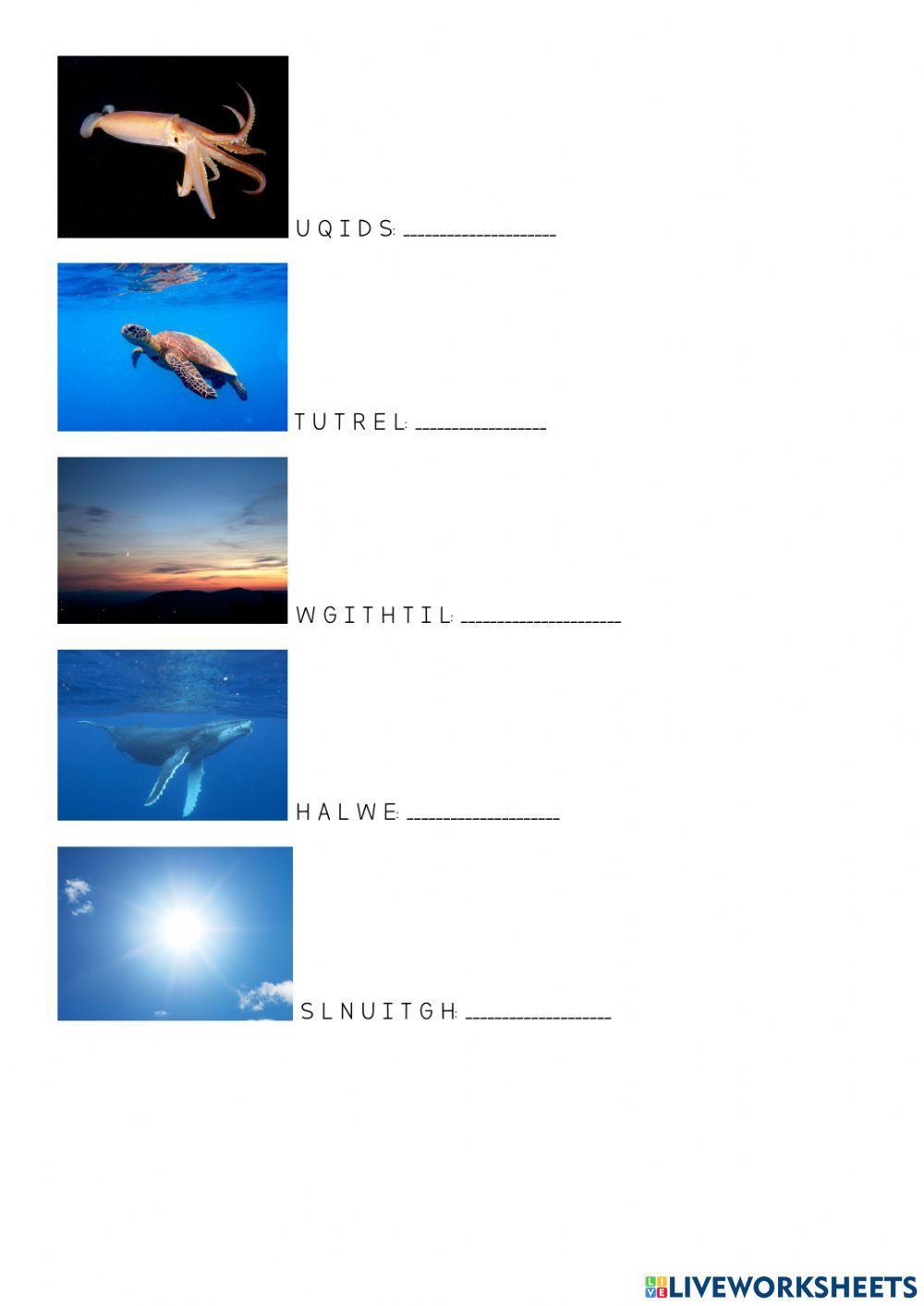 Wonders of the sea: word puzzle Wonders of the sea: word puzzle