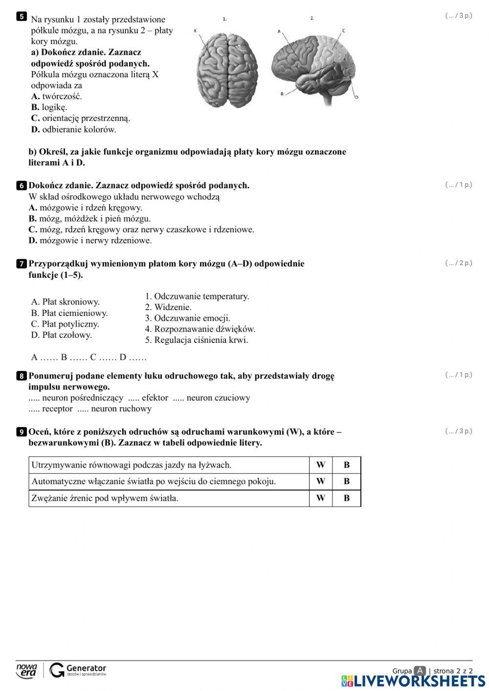 Kartkowka Z Biologii Klasa 7 4854755 | Kartkówka układ nerwowy kl VII | Marzenia123