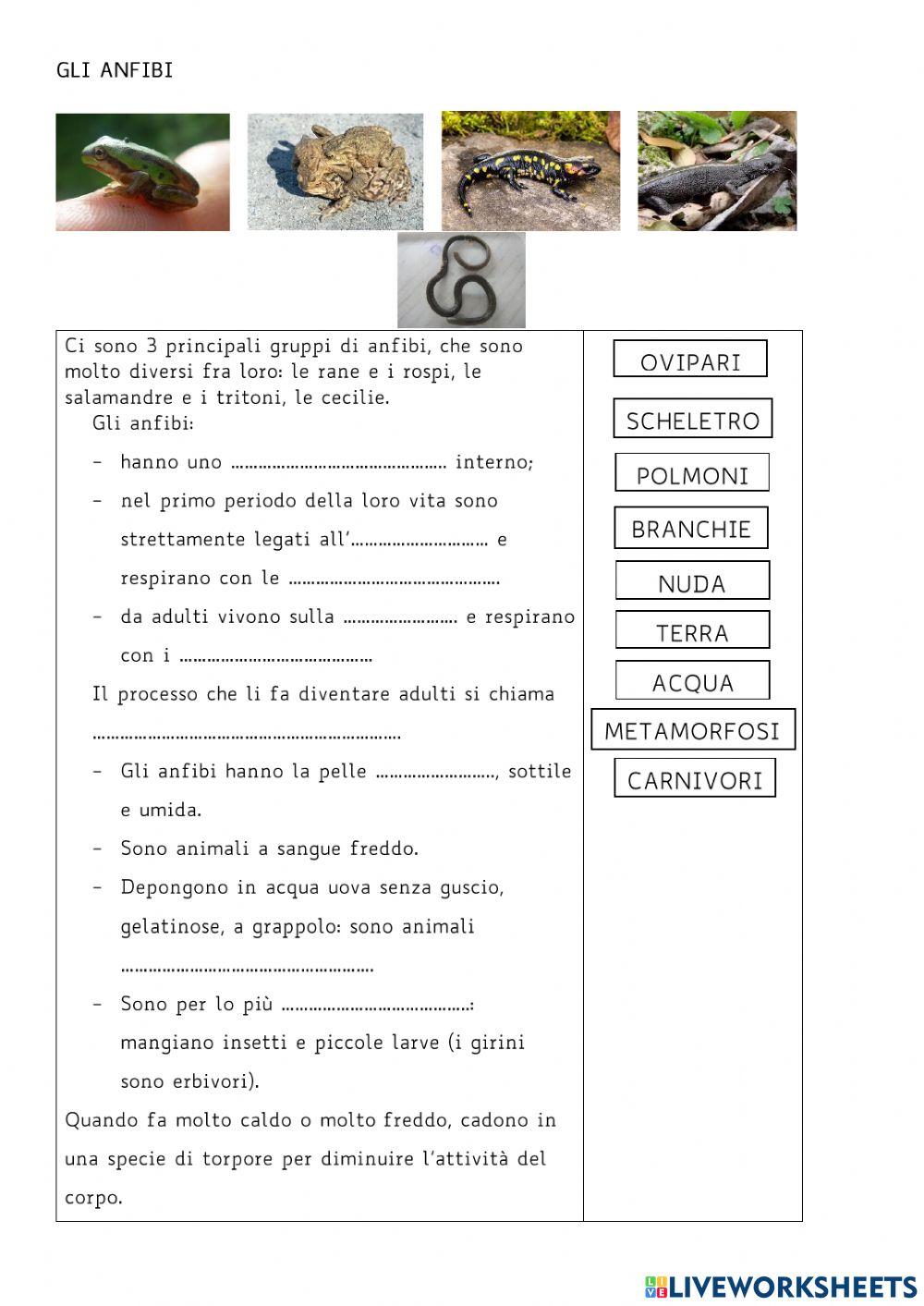 Gli anfibi Gli anfibi