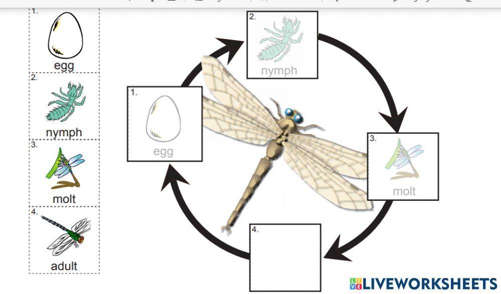 Dragonfly lifecycle