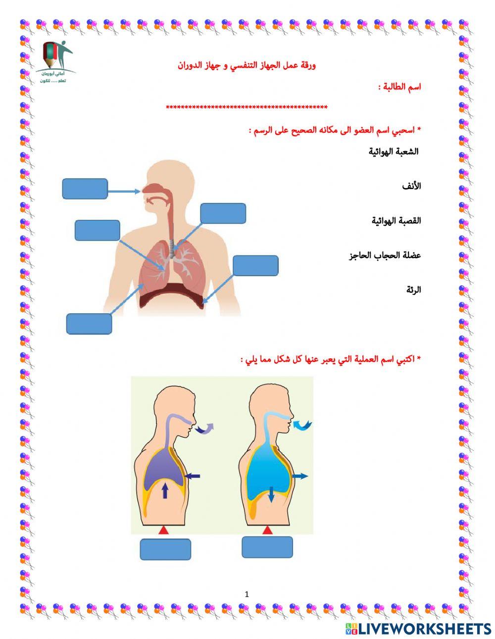 ورقة عمل الجهاز التنفسي و جهاز الدوران