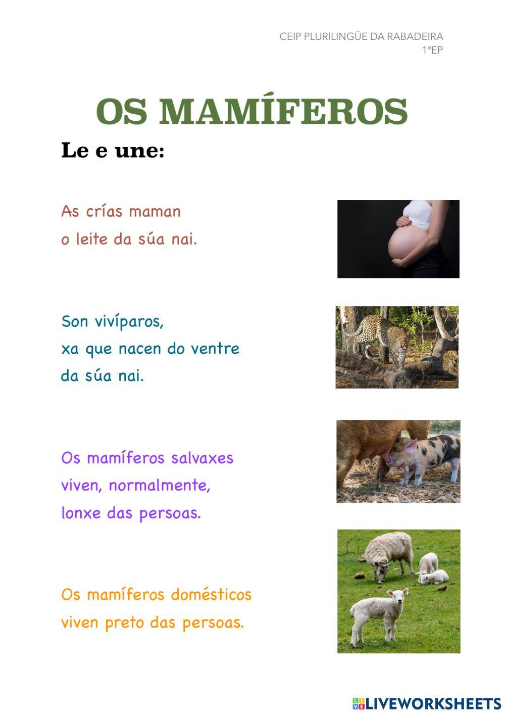 Os mamíferos