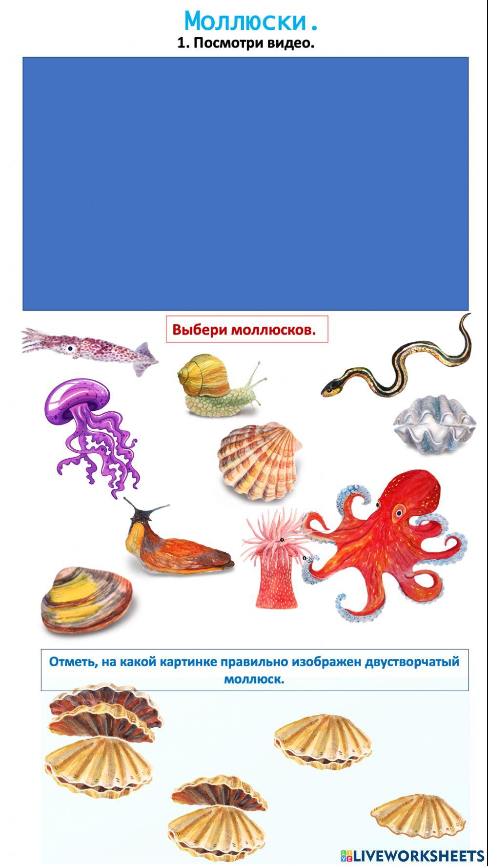 Окружающий мир.Беспозвоночные. Моллюски.