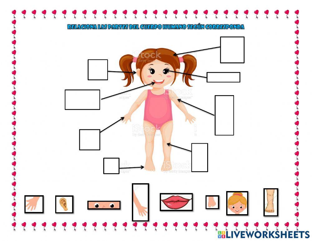 Partes del cuerpo humano