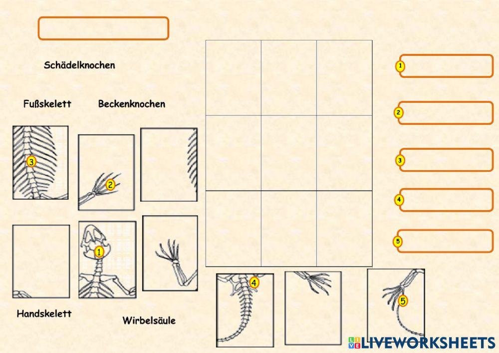 Puzzle-Skelette-Eideche-Eichhörnchen