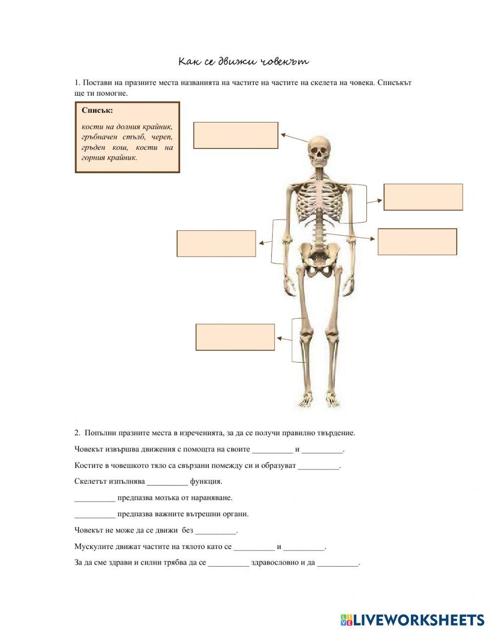 Как се движи човекът