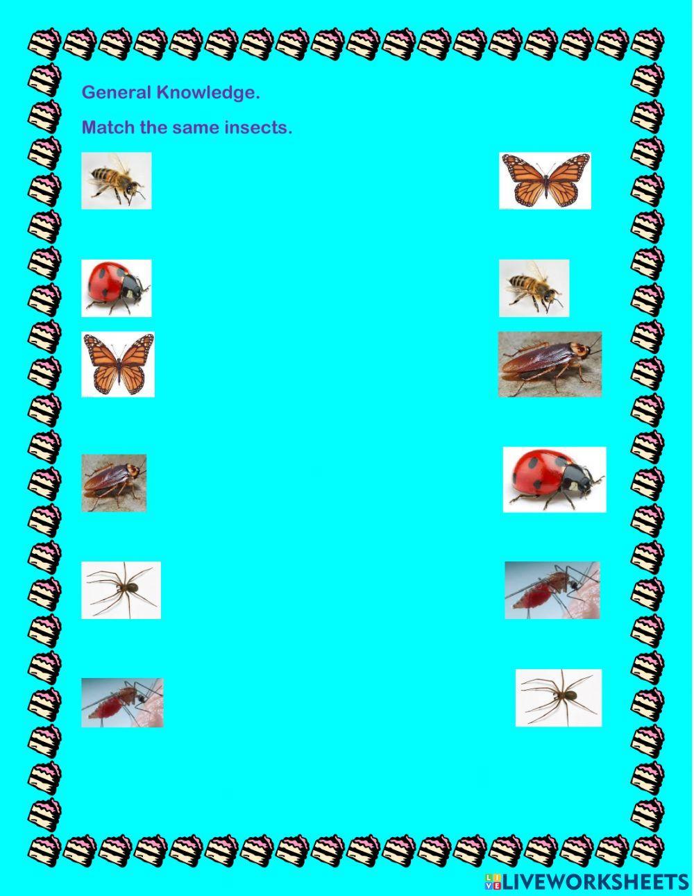 Match the same insects