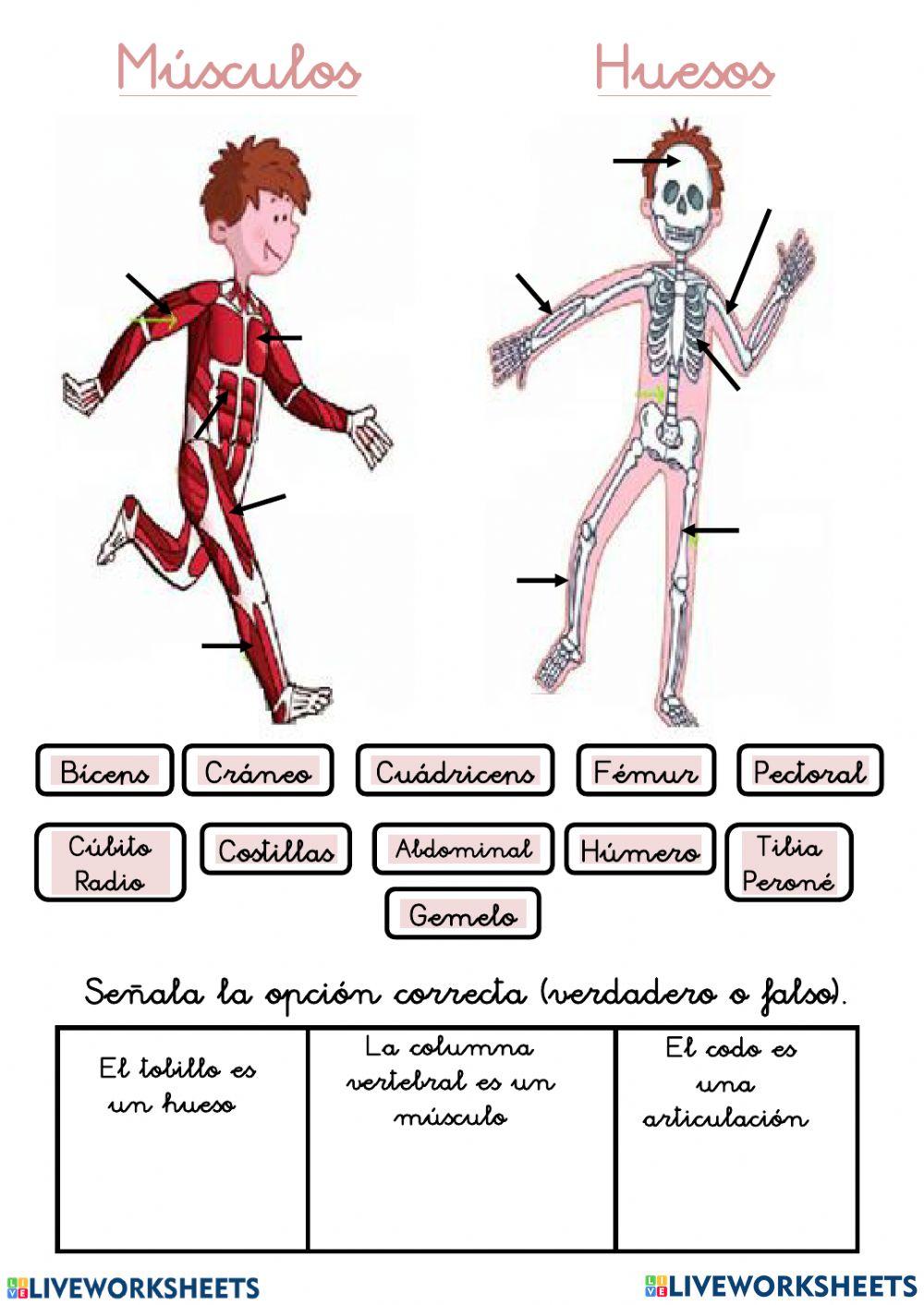 Ficha educativa educación física