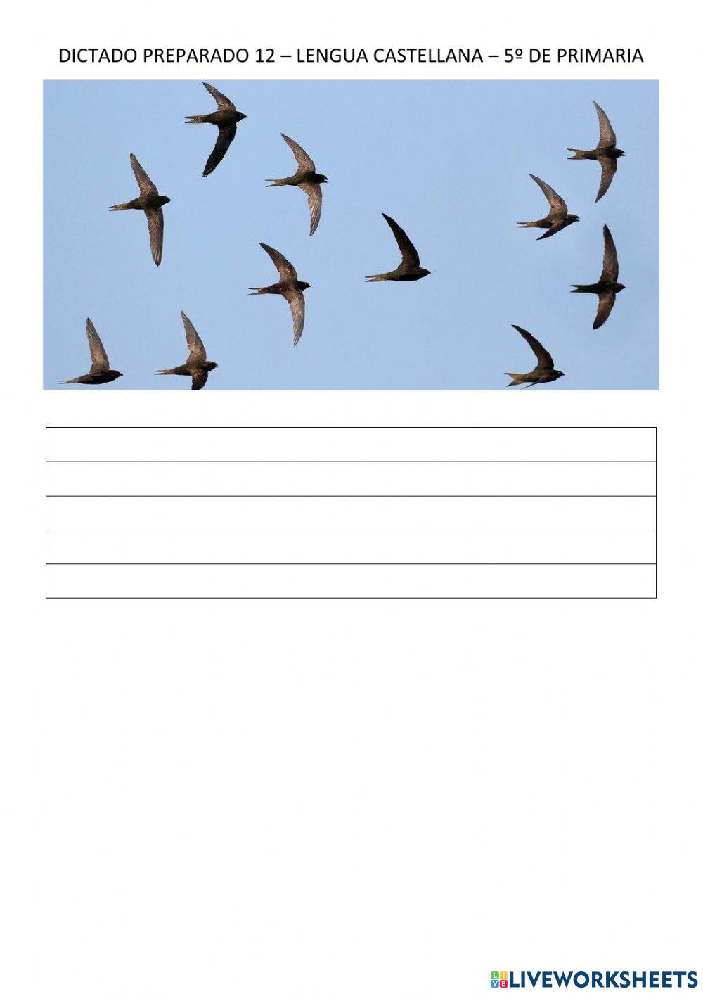 Dictado 12