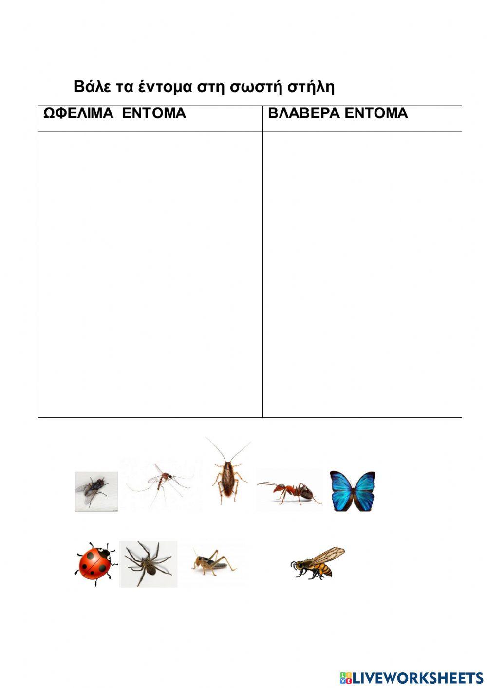 Κατηγοριες εντομων