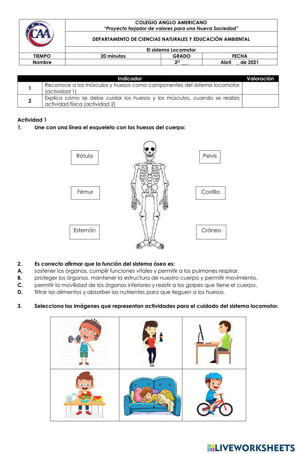 1. Virtual. Sistema locomotor
