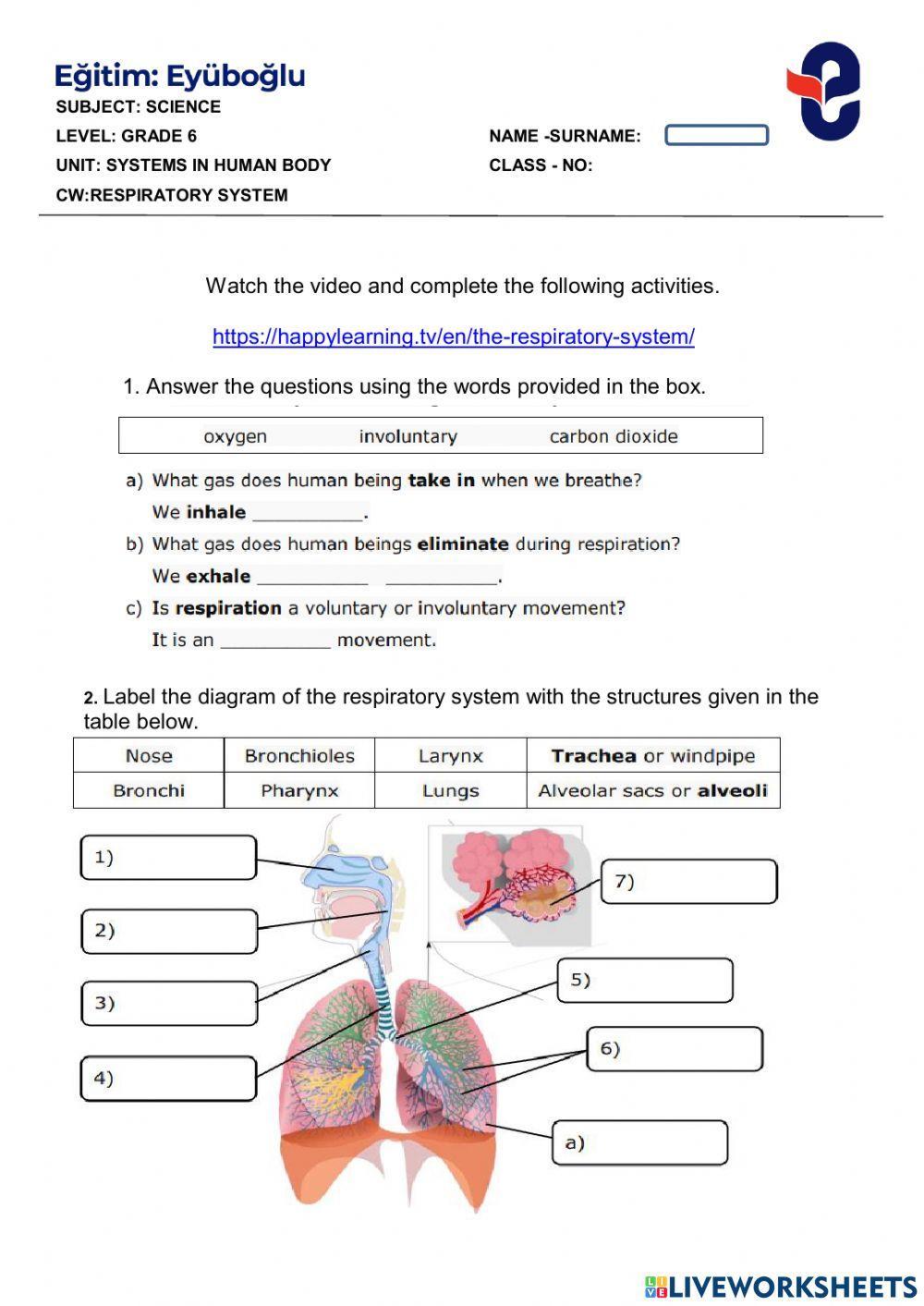 Respiratory system