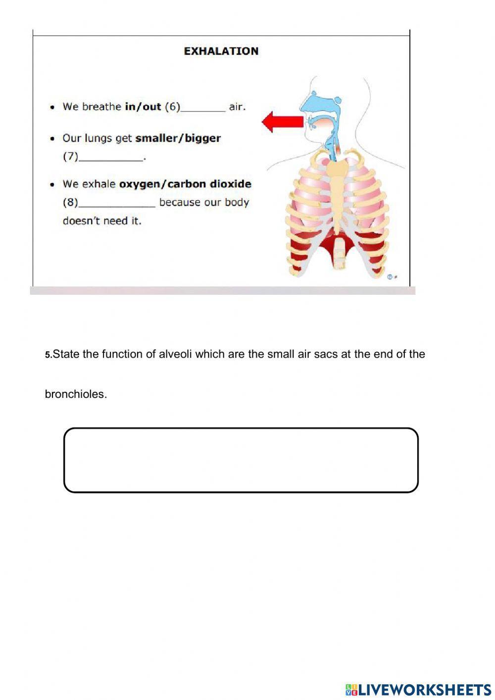 Respiratory system