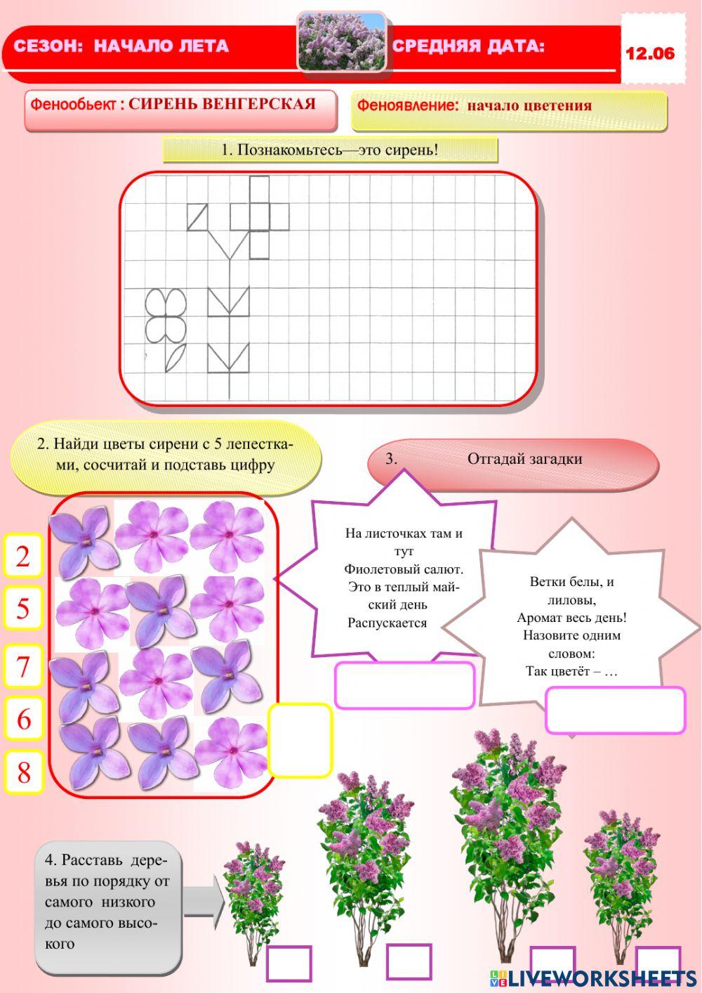 Фенология.Лето.Сирень