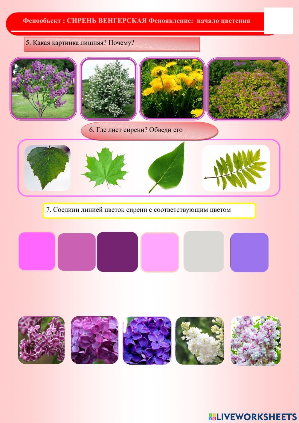 Фенология.Лето.Сирень