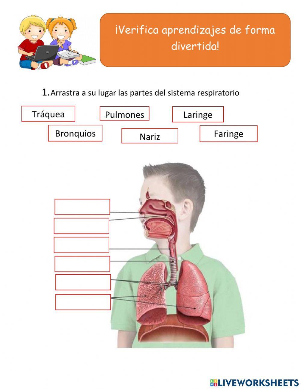 Sistema respiratorio y sistema excretor