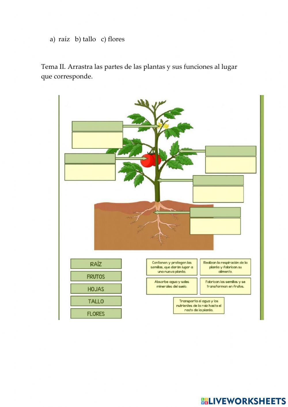 Examen de 2do grado Naturales