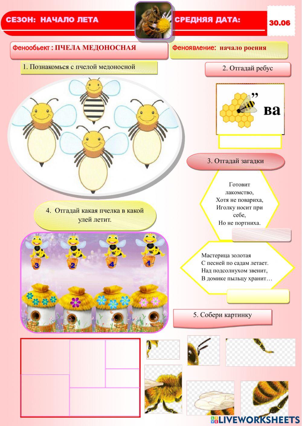 Фенология.Лето.Пчела