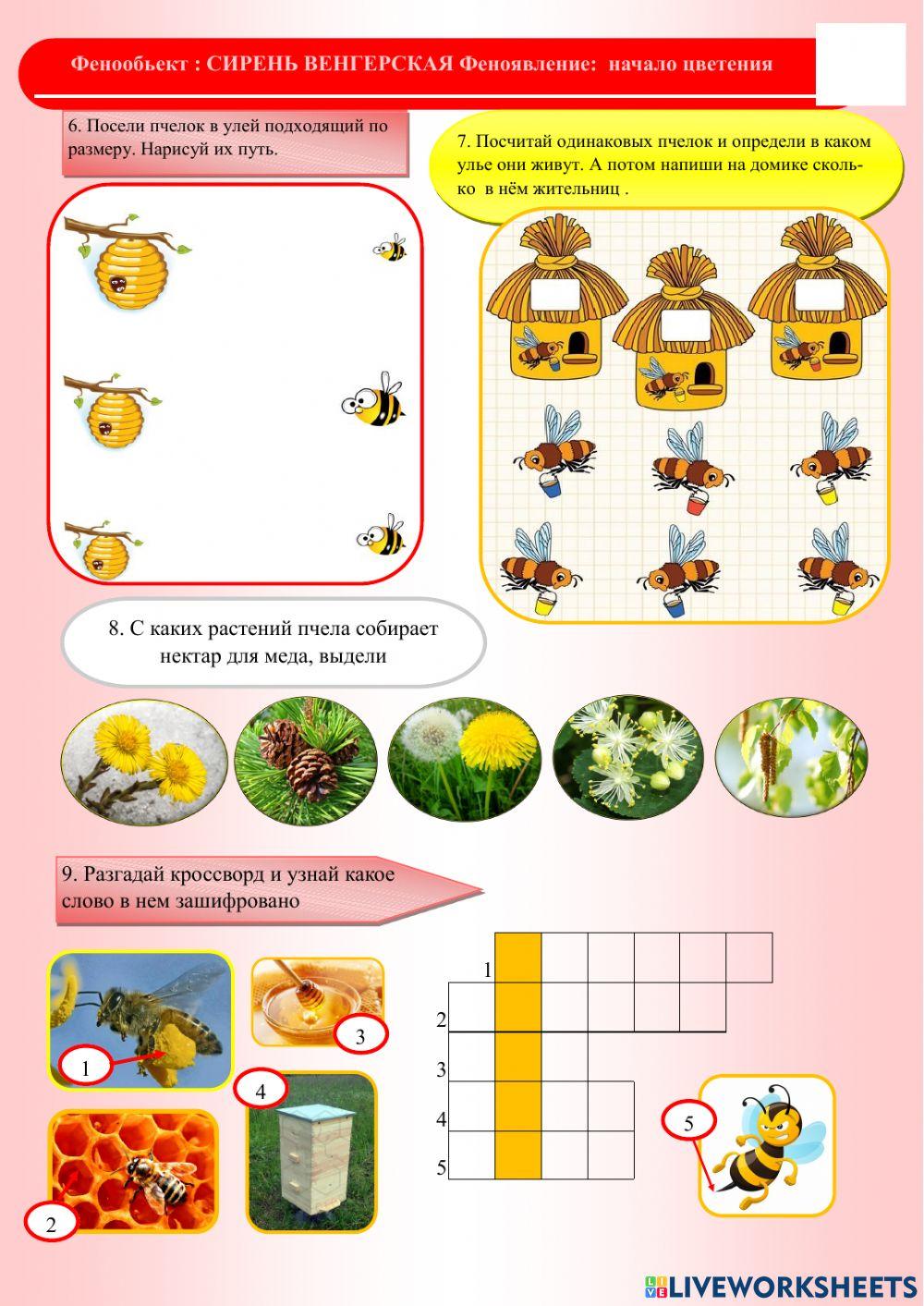 Фенология.Лето.Пчела