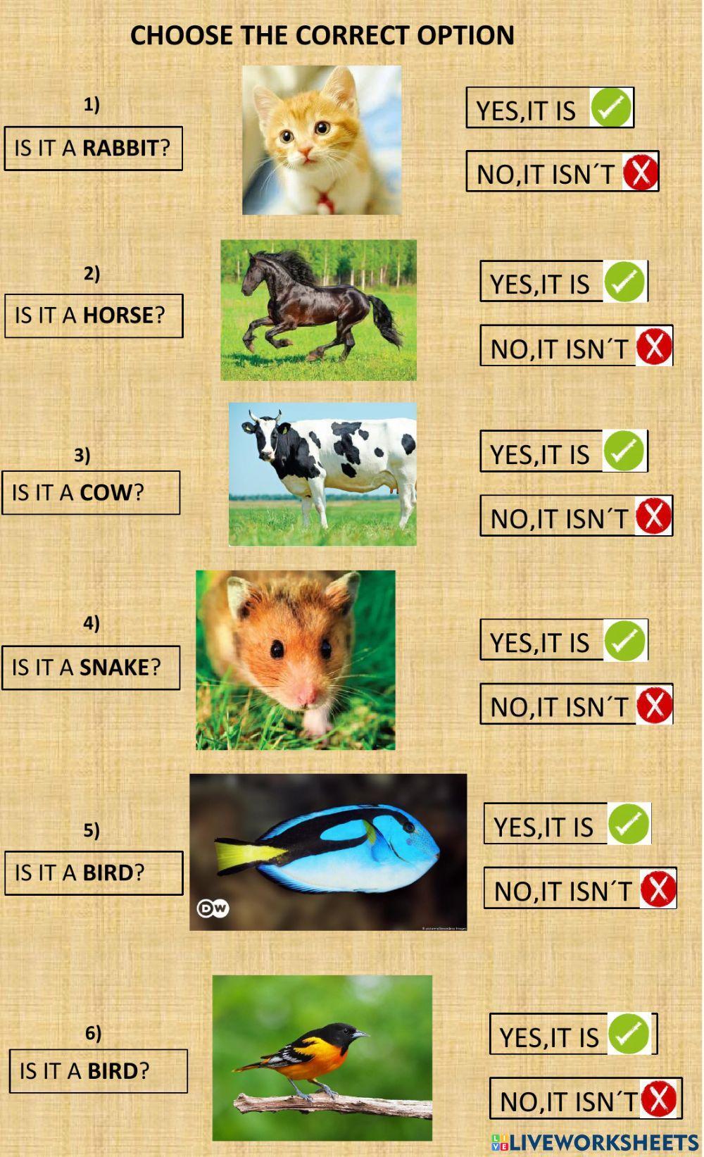 Choose the correct option- Animals