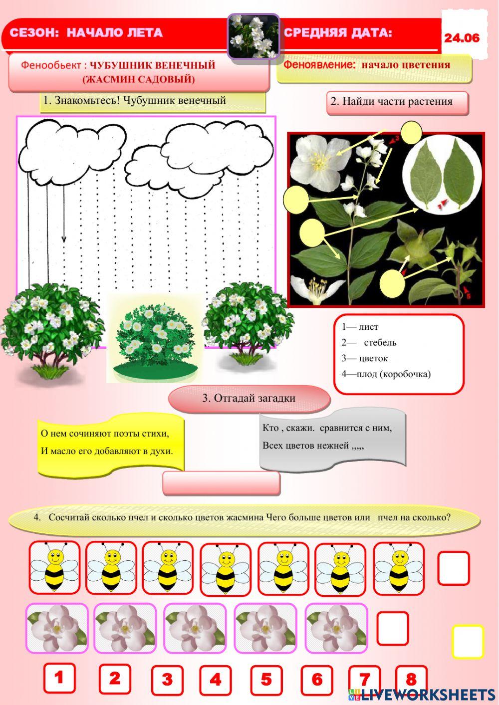 Фенология.Лето.Чубушник