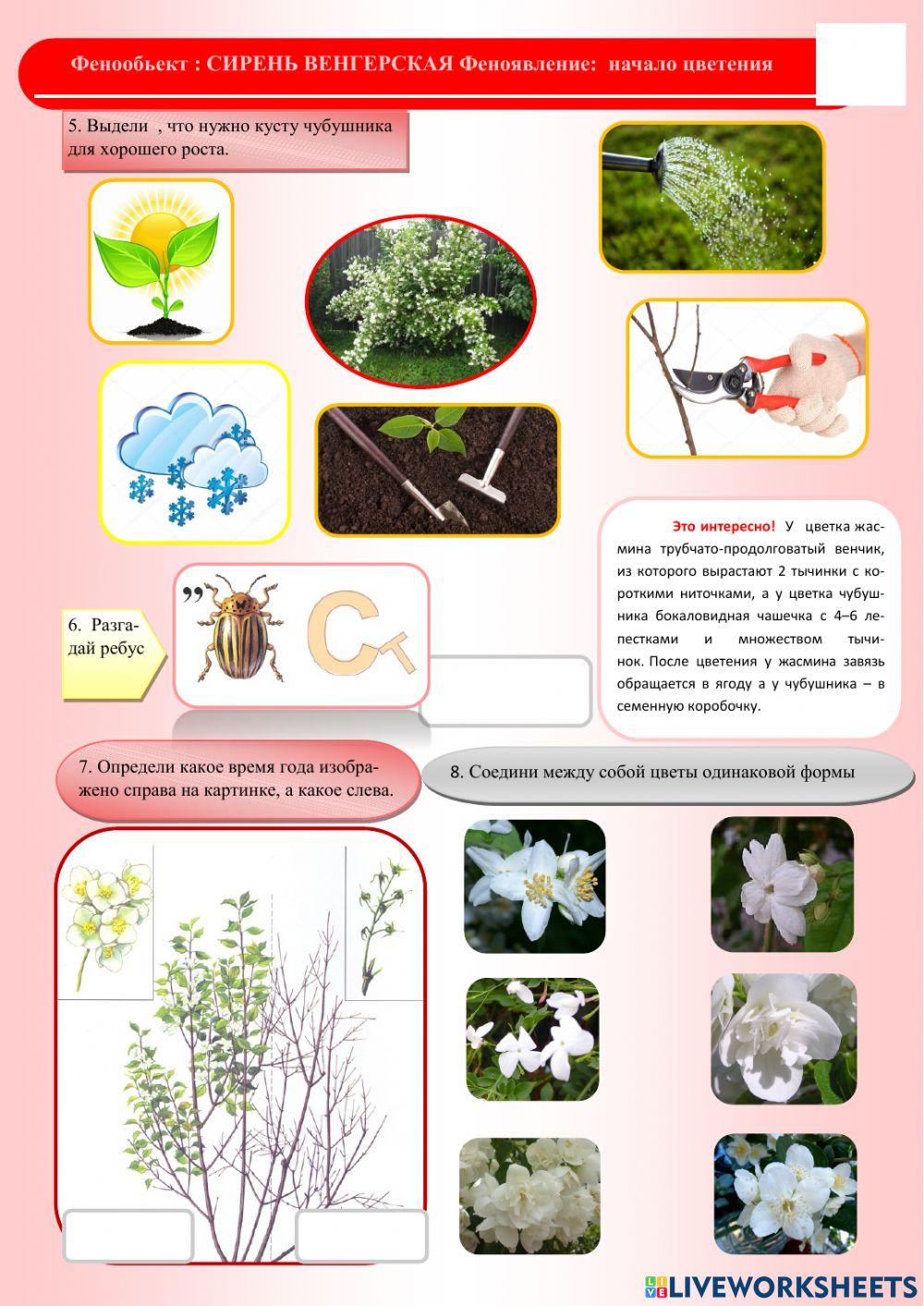 Фенология.Лето.Чубушник