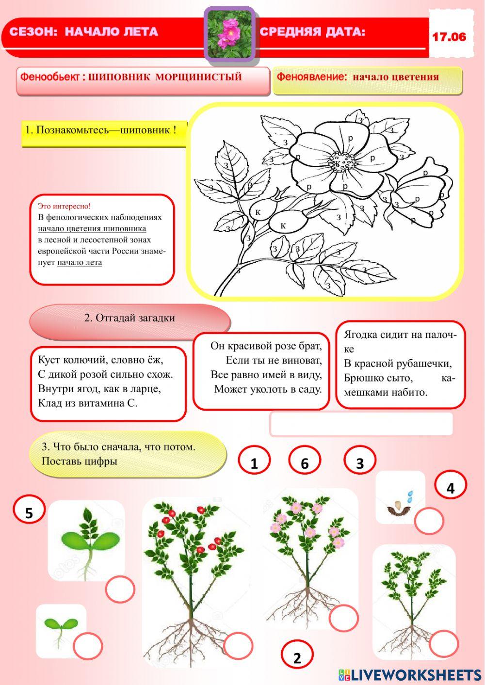 Фенология.Лето. Шиповник