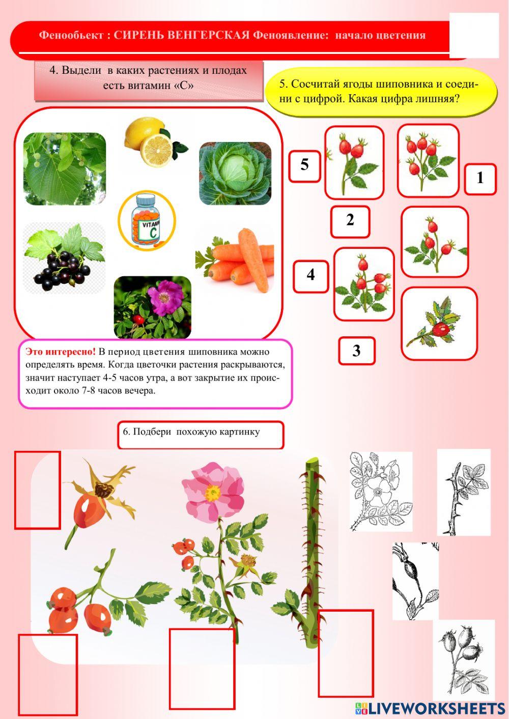 Фенология.Лето. Шиповник