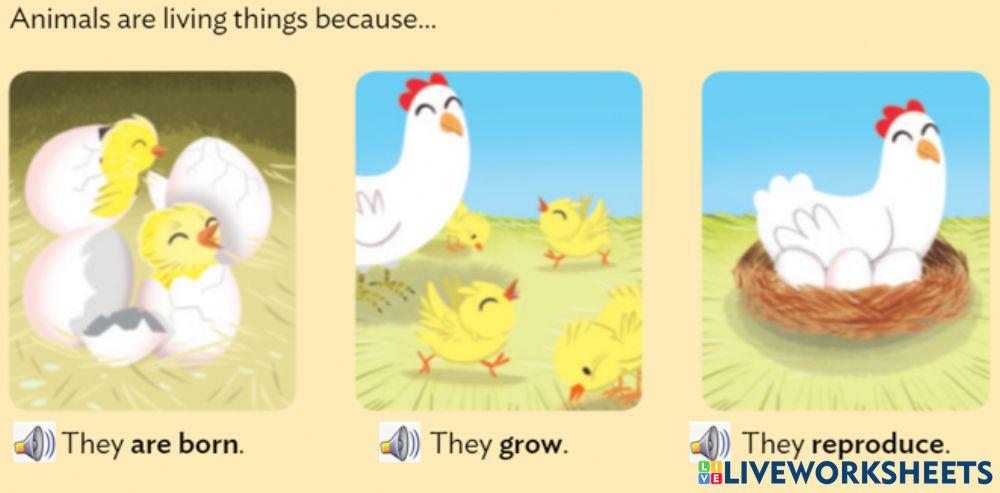 Characterisitics of living things