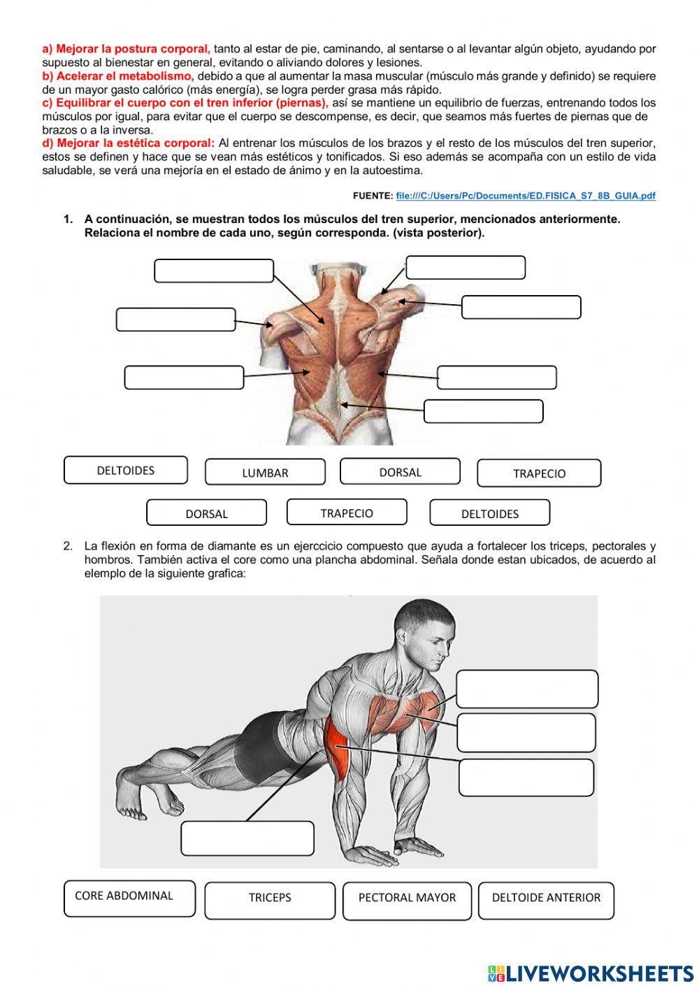 Fortalecimiento muscular