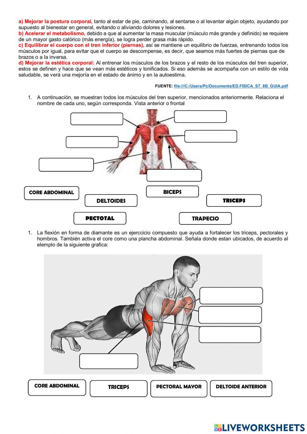 Fortalecimiento muscular