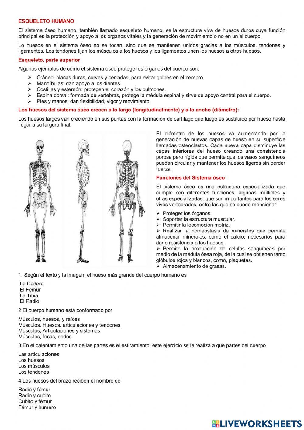 Fortalecimiento muscular