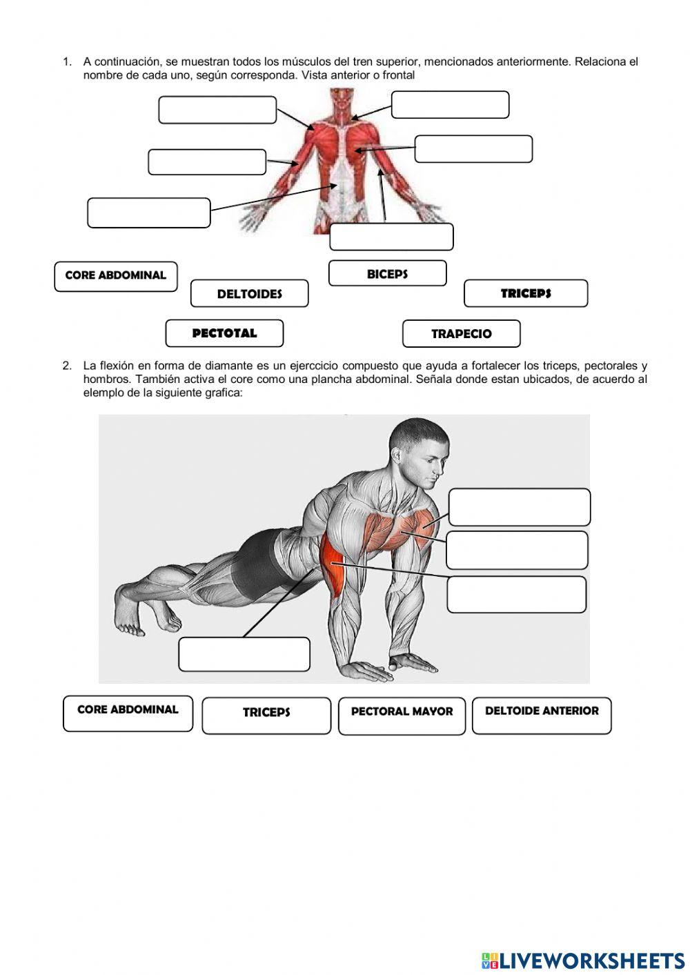 Fortalecimiento muscular
