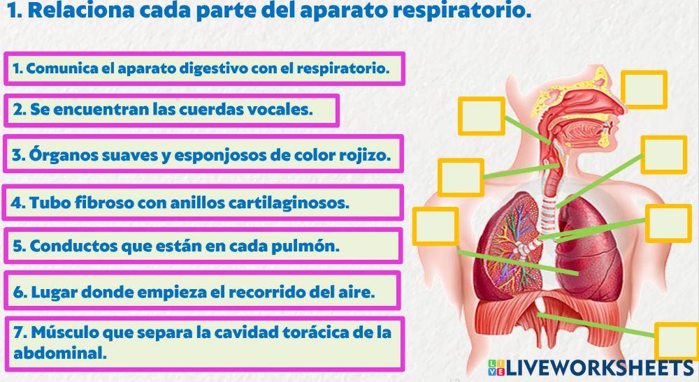 El aparato respiratorio